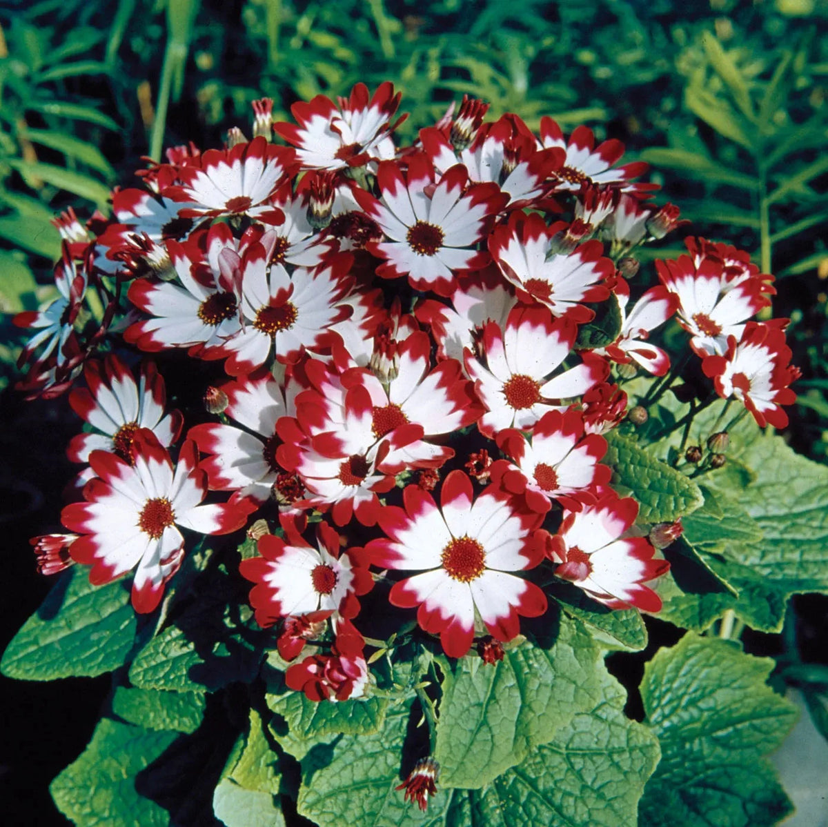 Cineraria Flower seeds for Planting - Cut Flower Favorite, Heirloom & GMO Free Seeds for Home Garden
 
 Sale for planting in home garden