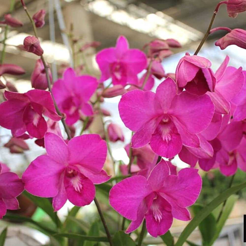 Pink Dendrobium Flower seeds for Planting Premium Quality Heirloom & GMO Free Seeds for Home Garden 
 
 Sale seeds for home garden planting