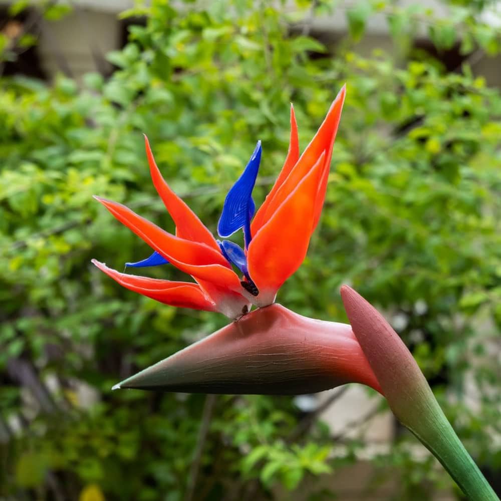 Strelitzia Flower seeds for Planting Drought Tolerant Heirloom & GMO Free Seeds for Home Garden 
 
 Sale seeds for home garden planting