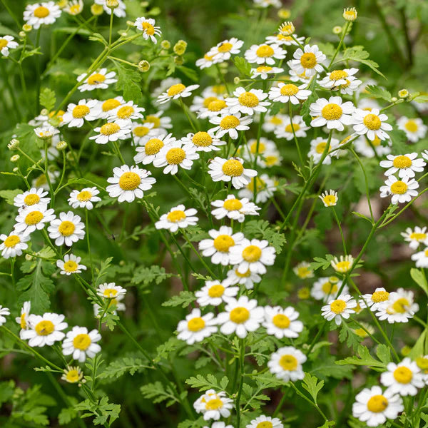 Feverfew Flower seeds for Planting Vibrant Colors Heirloom & GMO Free Seeds for Home Garden 
 
 Sale seeds for home garden planting