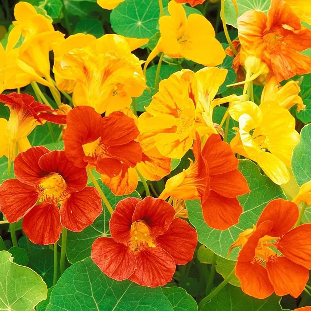 Nasturtium Flower seeds for Planting Premium Quality Heirloom & GMO Free Seeds for Home Garden 
 
 Sale seeds for home garden planting