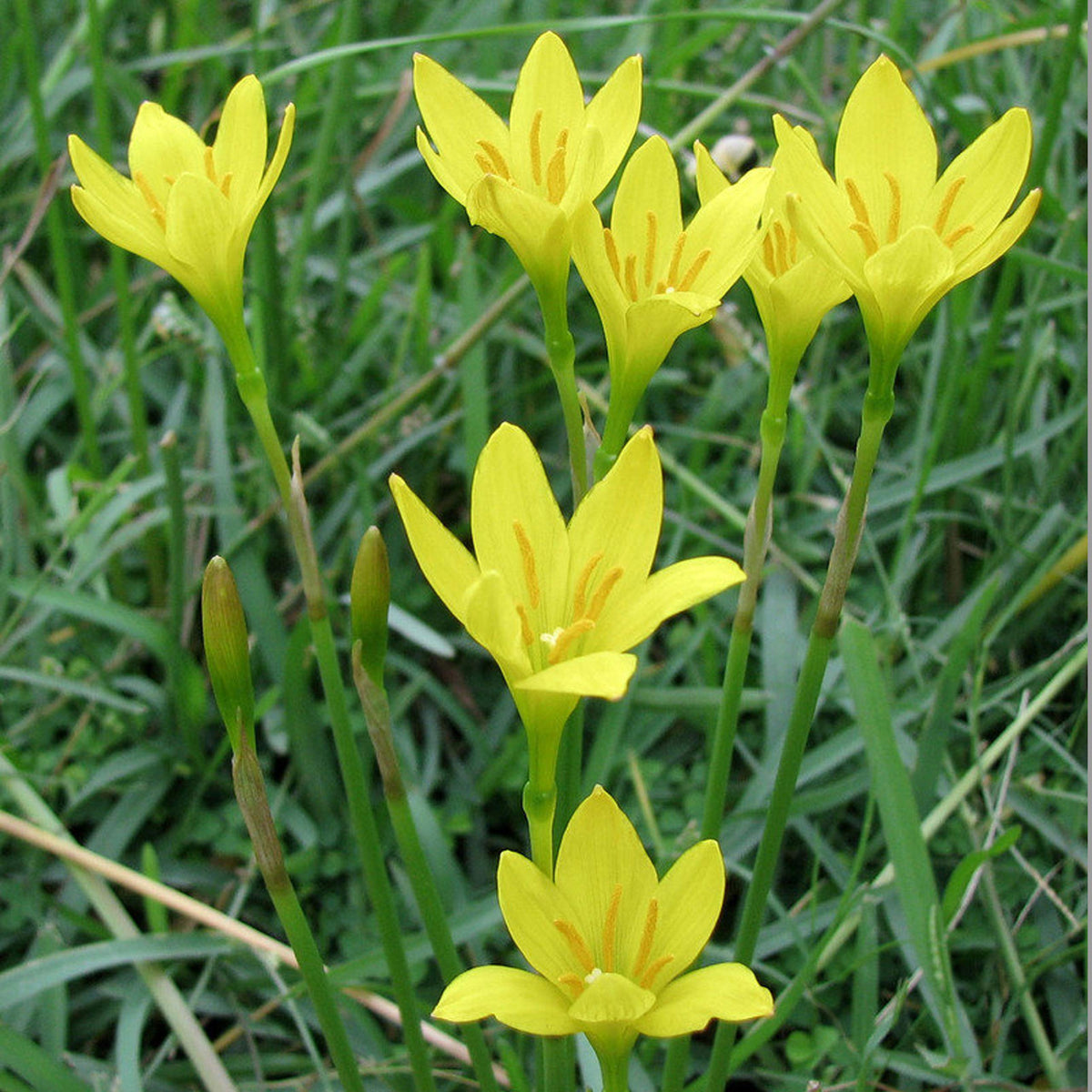 Yellow Zephyranthes Flower seeds for Planting Shade Tolerant Heirloom & GMO Free Seeds for Home Garden
 
 Sale seeds for home garden planting