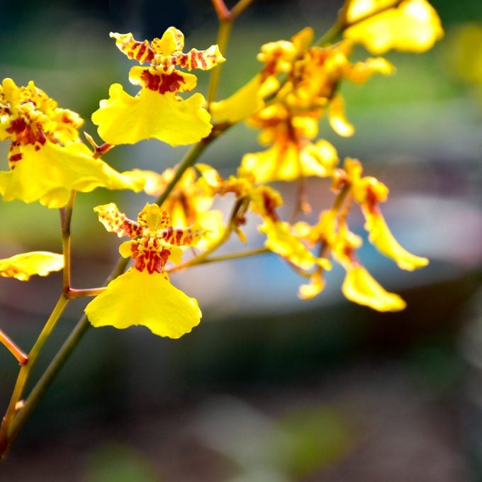 Butterfly Orchids Yellow Brown Flower seeds for Planting - Cottage Garden Essential, Heirloom & GMO Free Seeds for Home Garden
 
 Sale seeds for planting in home garden