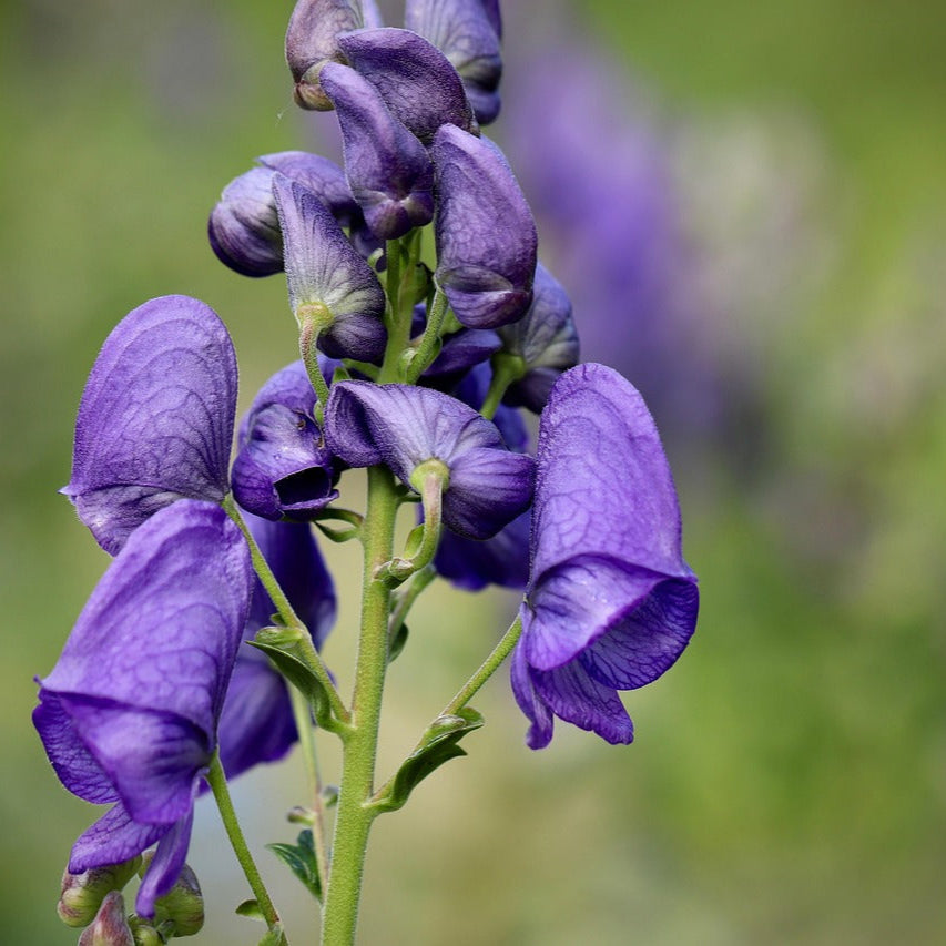 Blue Aconitum Napellus Flower seeds for Planting Hardy Variety Heirloom & GMO Free Seeds for Home Garden
 
 Sale seeds for home garden planting