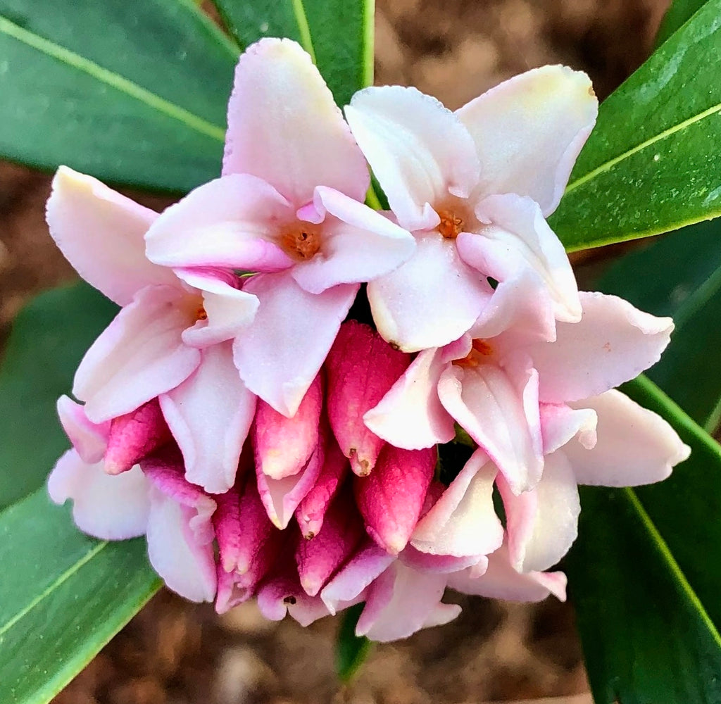 Daphne Flower seeds for Planting - Seasonal Bloomer, Heirloom & GMO Free Seeds for Home Garden
 
 Sale for planting in home garden