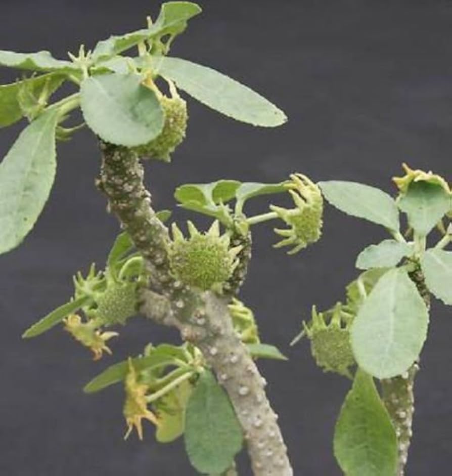 Dorstenia Lavrano Flower seeds for Planting Low Maintenance Heirloom & GMO Free Seeds for Home Garden 
 
 Sale seeds for home garden planting