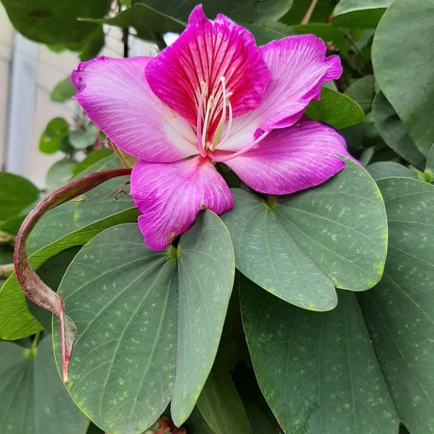 Bauhinia Flower seeds for Planting Cut Flower Favorite Heirloom & GMO Free Seeds for Home Garden 
 
 Sale for planting in home garden