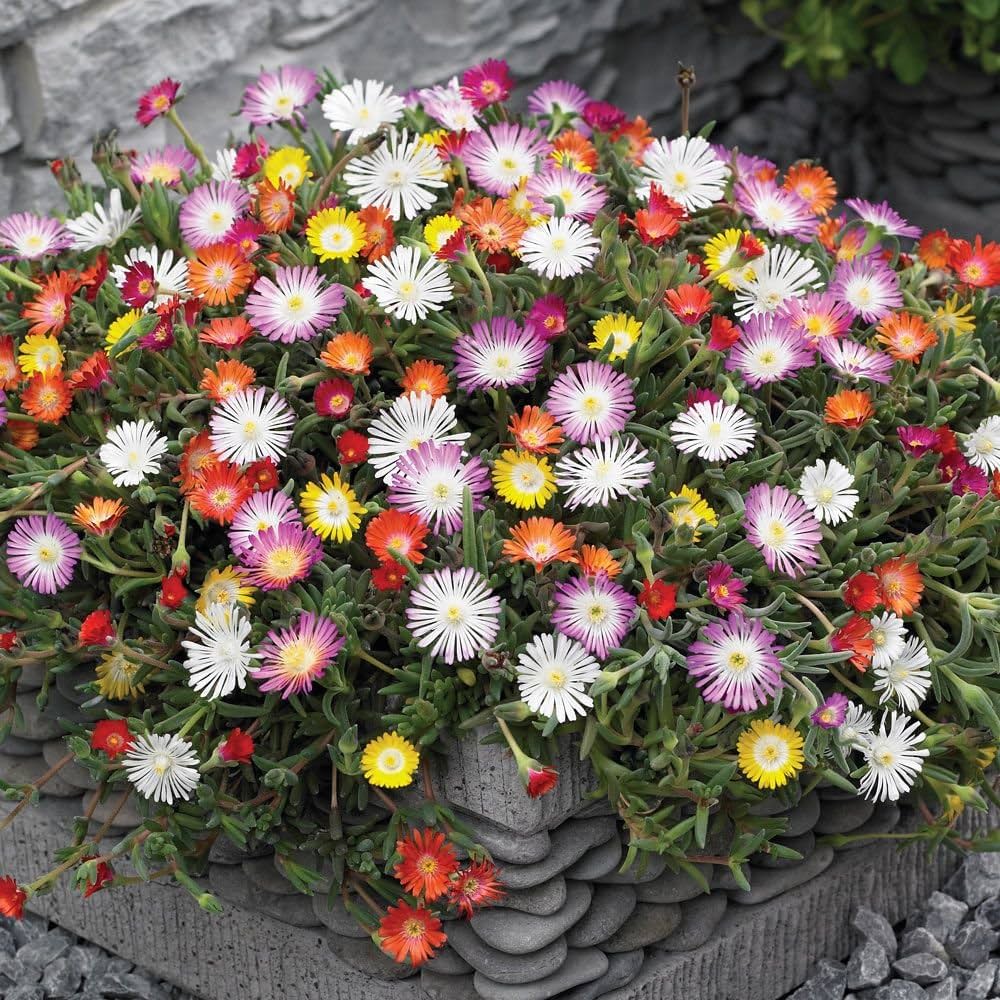 Mixed Ice Flower seeds for Planting Vibrant Colors Heirloom & GMO Free Seeds for Home Garden
 
 Sale seeds for home garden planting