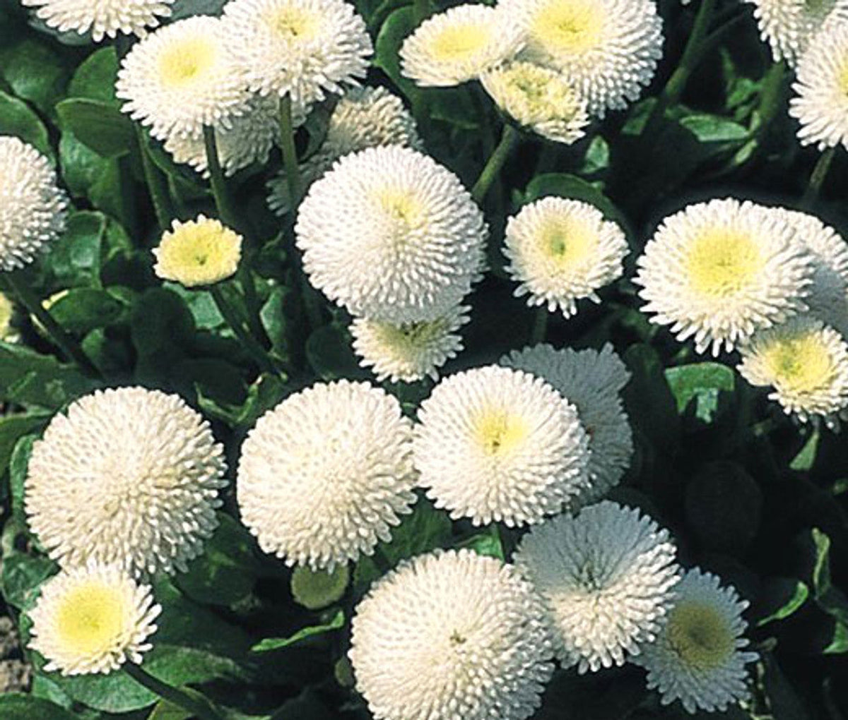 White Bellis Perennis Flower seeds for Planting - Easy to Grow, Heirloom & GMO Free Seeds for Home Garden
 
 Sale seeds for home garden