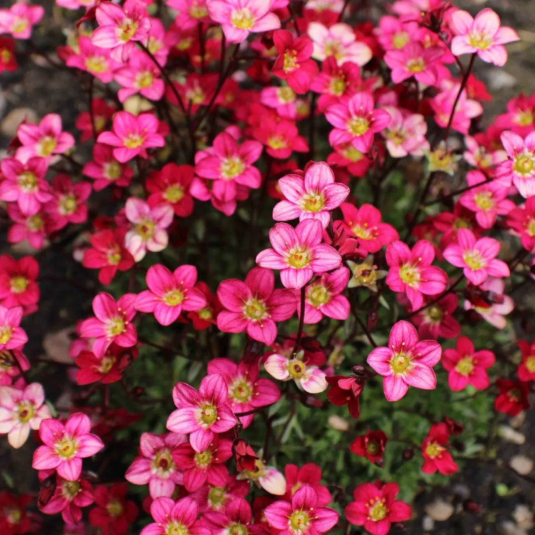 Pink Saxifraga Flower seeds for Planting Colorful Display Heirloom & GMO Free Seeds for Home Garden 
 
 Sale seeds for home garden planting