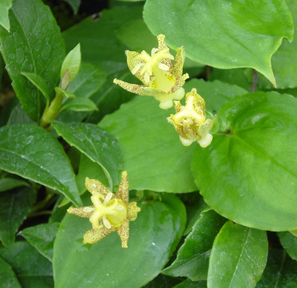 Green Brown Tricyrtis Flower seeds for Planting Colorful Display Heirloom & GMO Free Seeds for Home Garden 
 
 Sale seeds for home garden planting