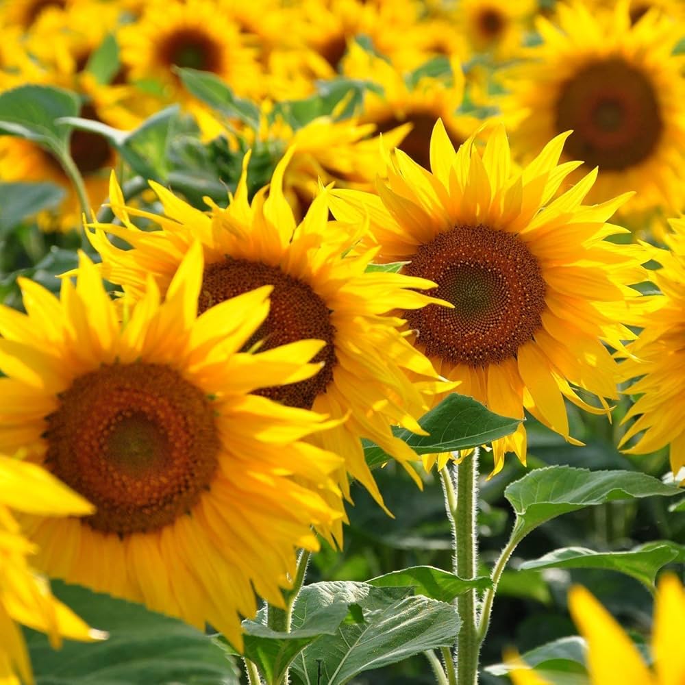 Sunflower Yellow Orange Flower seeds for Planting - Wildflower Mix, Heirloom & GMO Free Seeds for Home Garden
 
 Sale seeds for planting in home garden