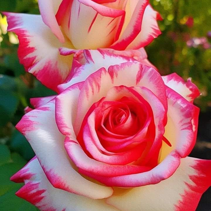 White Pink Rose Flower seeds for Planting Easy to Grow Heirloom & GMO Free Seeds for Home Garden 
 
 Sale seeds for home garden planting