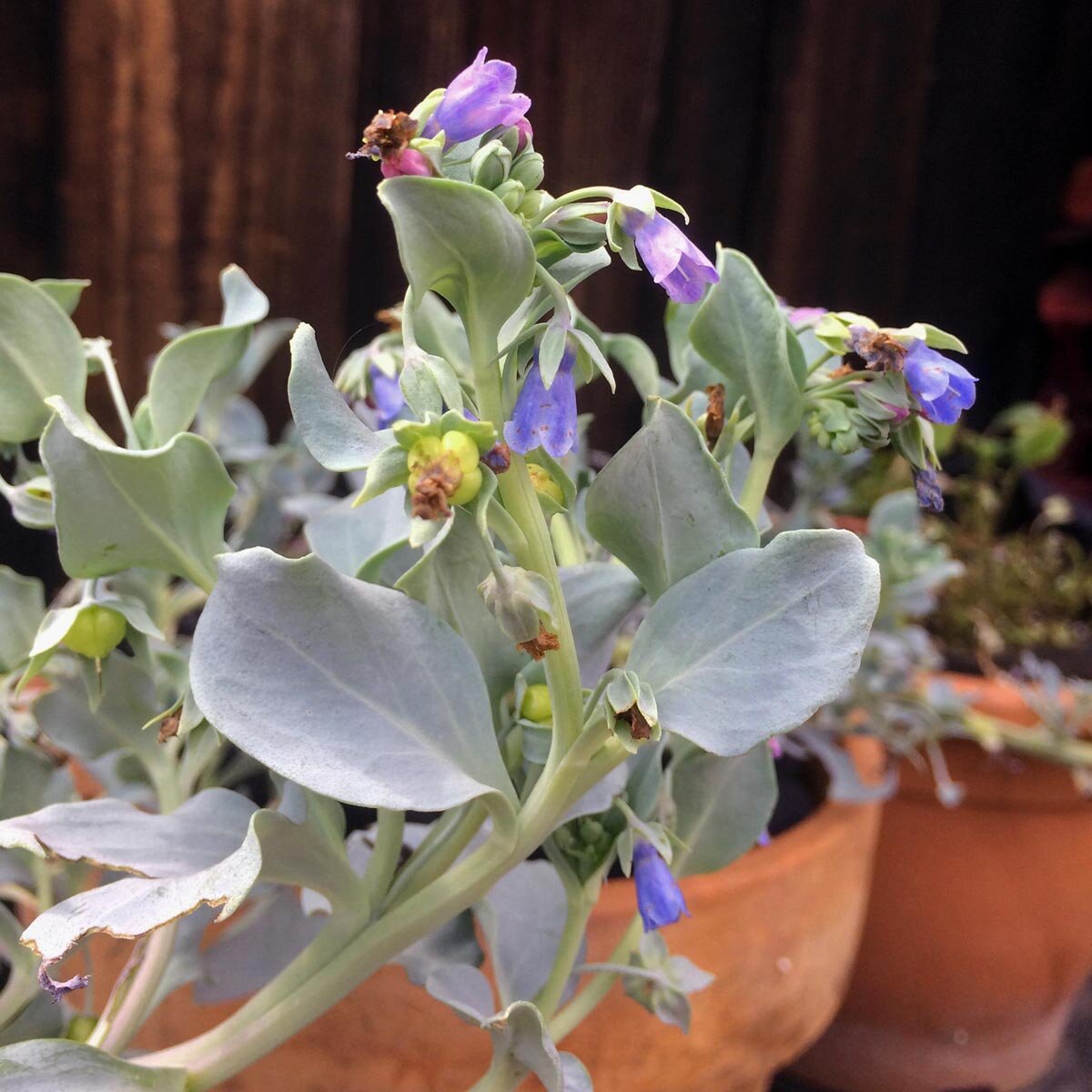 Mertensia Maritima Flower seeds for Planting - Perfect for Borders, Heirloom & GMO Free Seeds for Home Garden
 
 Sale seeds for planting in home garden
