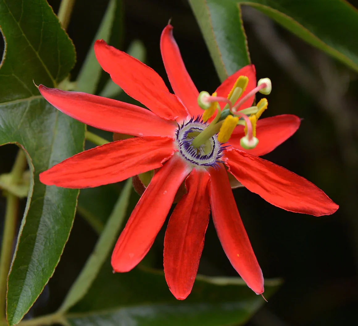 Passiflora Coccinea Flower seeds for Planting Cottage Garden Essential Heirloom & GMO Free Seeds for Home Garden 
 
 Sale seeds for home garden planting