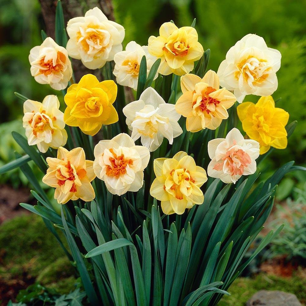 Mixed Daffodil Narcissus Flower seeds for Planting Long Bloom Season Heirloom & GMO Free Seeds for Home Garden 
 
 Sale seeds for home garden planting