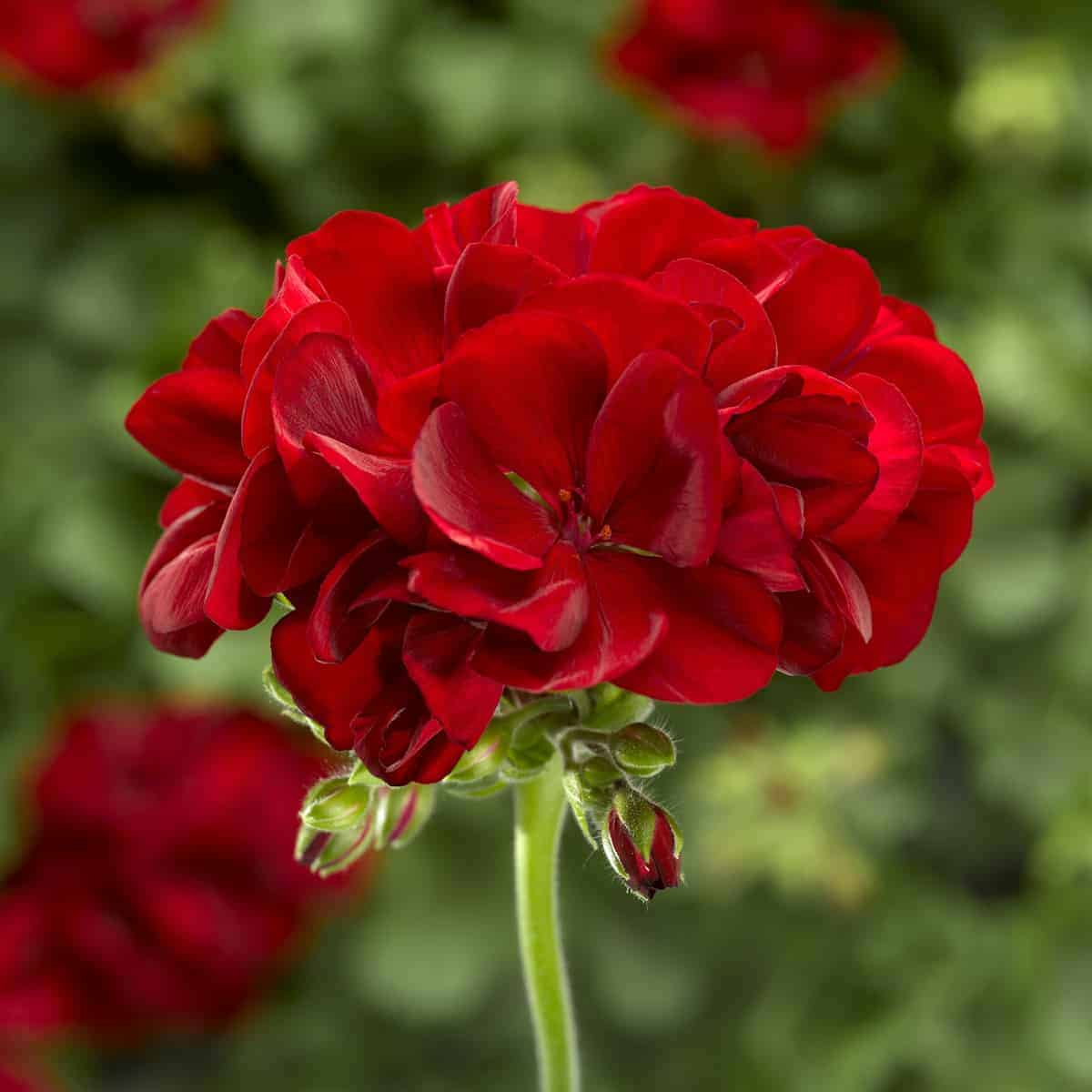 Red Geranium Flower seeds for Planting Vibrant Colors Heirloom & GMO Free Seeds for Home Garden
 
 Sale seeds for home garden planting
