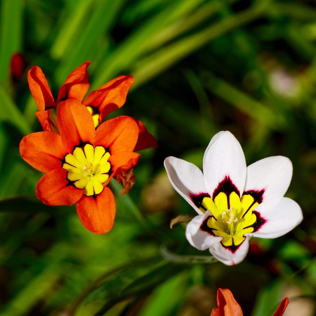 Sparaxis Tricolor Rose Flower seeds for Planting Colorful Display Heirloom & GMO Free Seeds for Home Garden 
 
 Sale seeds for home garden planting