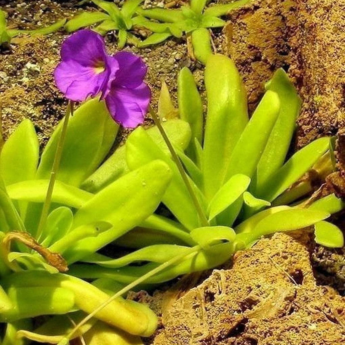 Pinguicula Moctezumae Flower seeds for Planting Shade Tolerant Heirloom & GMO Free Seeds for Home Garden
 
 Sale seeds for home garden planting