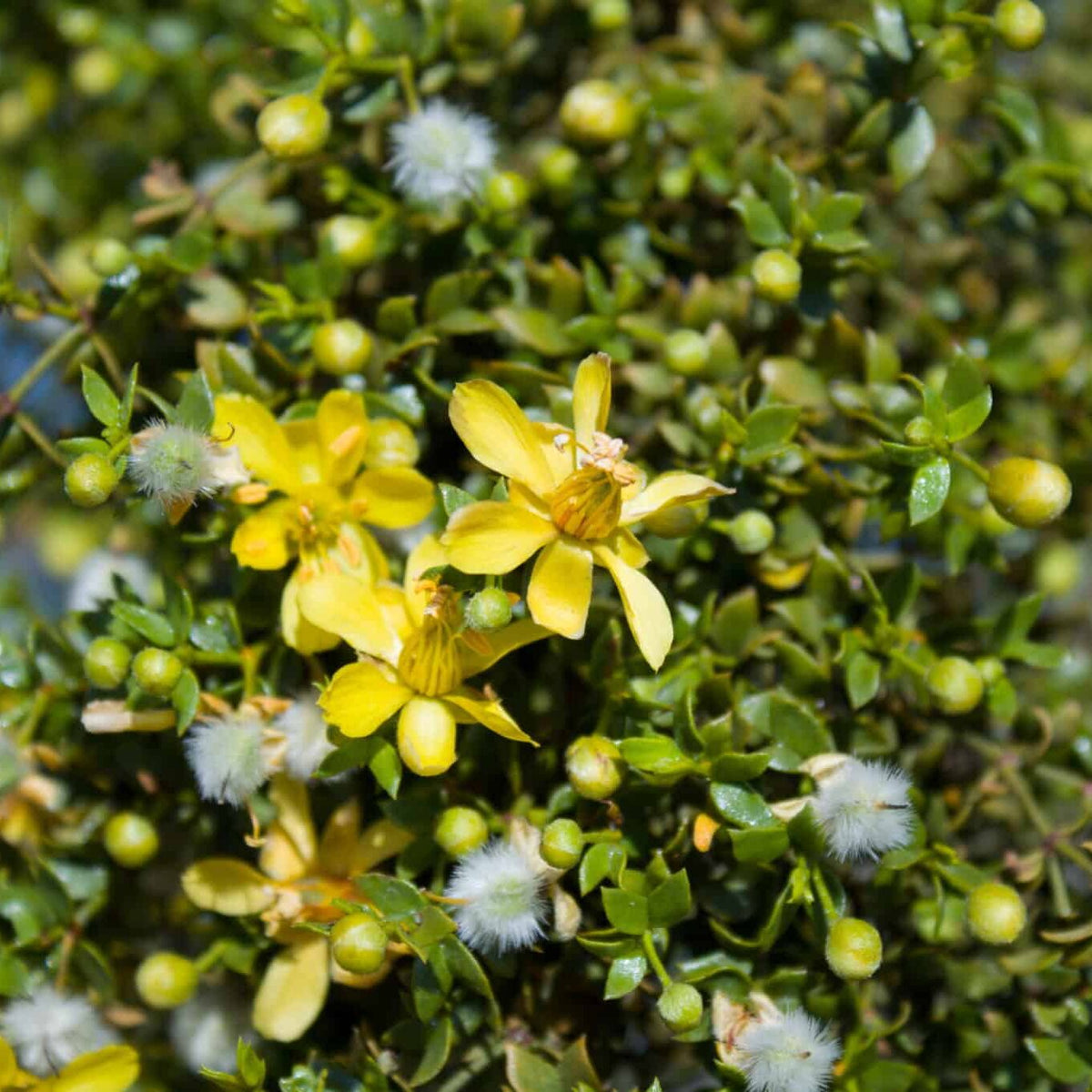 Larrea Tridentata Flower seeds for Planting Hardy Variety Heirloom & GMO Free Seeds for Home Garden 
 
 Sale seeds for home garden planting