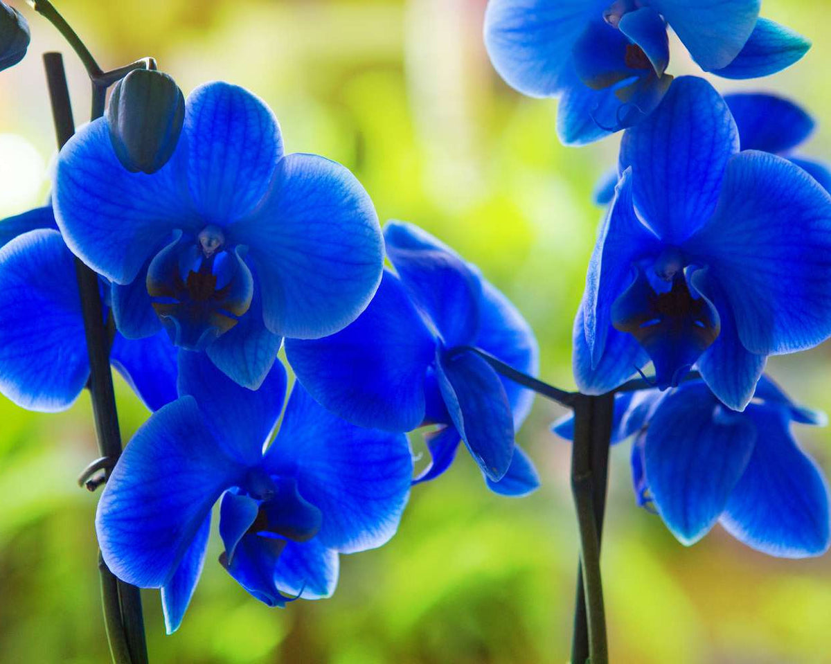 Deep Blue Phalaenopsis Orchid Flower seeds for Planting Bright Blooms Heirloom & GMO Free Seeds for Home Garden 
 
 Sale seeds for home garden planting