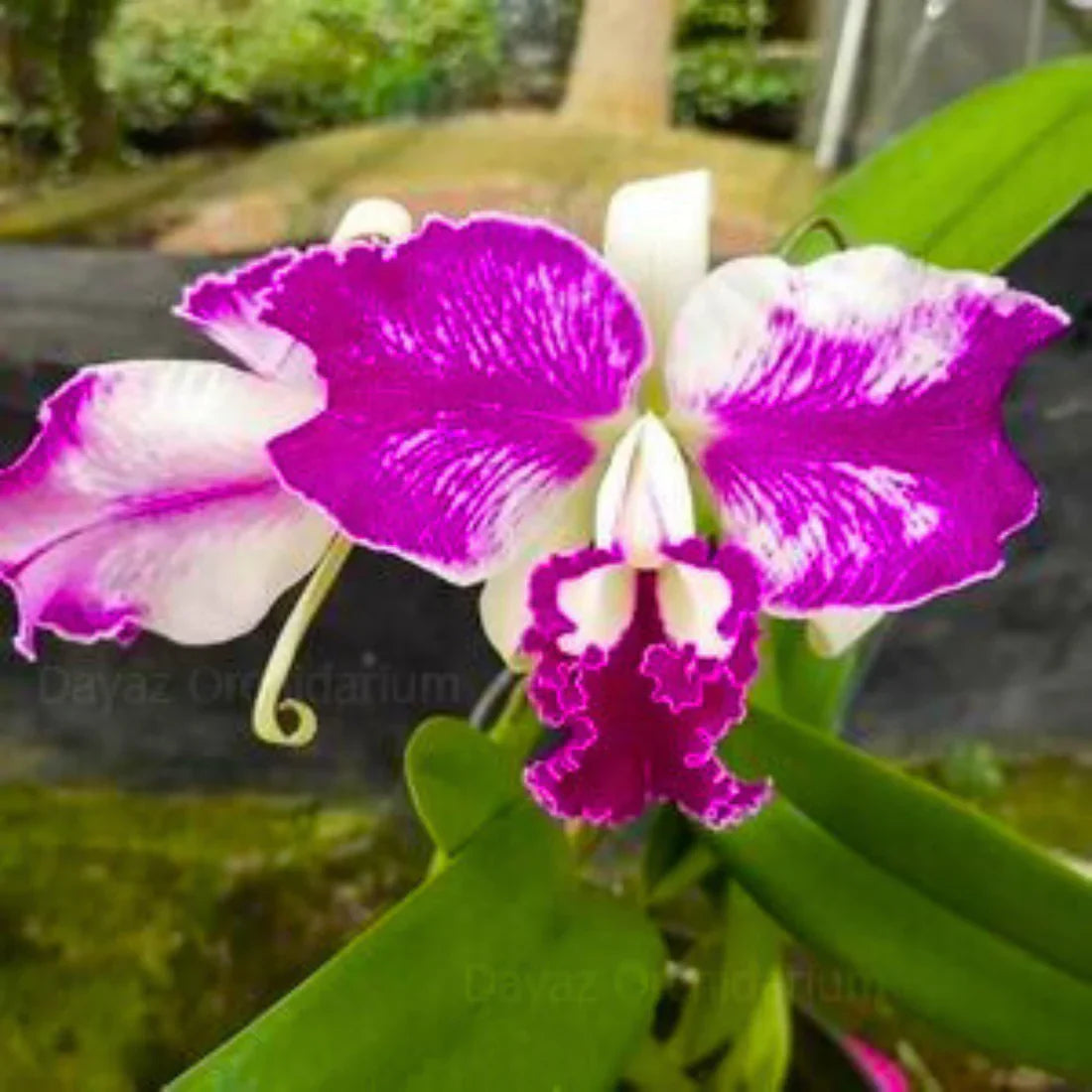 Cattleya Flower seeds for Planting - Low Maintenance, Heirloom & GMO Free Seeds for Home Garden
 
 Sale seeds for home garden