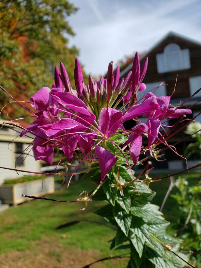 Purple Cleome Seeds Flower seeds for Planting - Premium Quality, Heirloom & GMO Free Seeds for Home Garden
 
 Sale seeds for planting in home garden