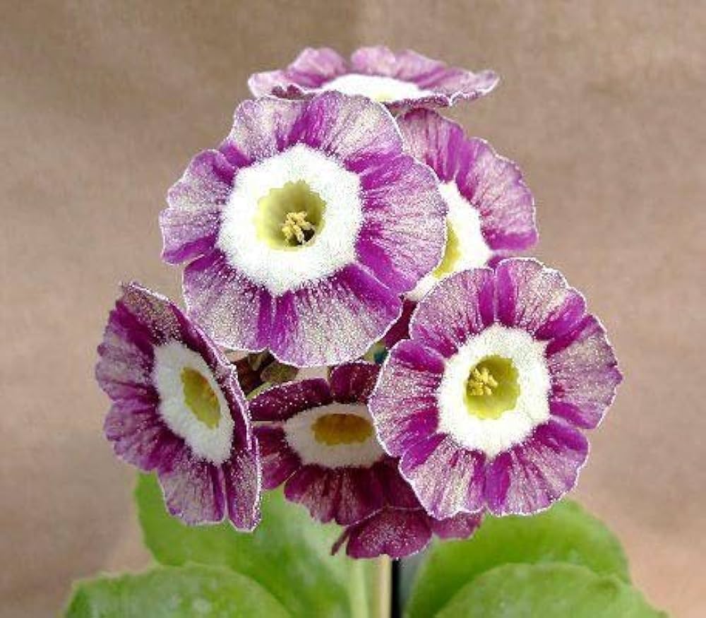 Violet Primula Flower seeds for Planting - Long Bloom Season, Heirloom & GMO Free Seeds for Home Garden
 
 Sale seeds for home garden