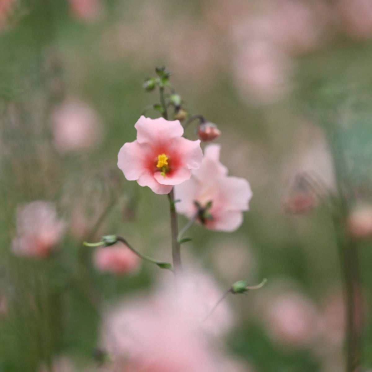 Pink Alonsoa Flower seeds for Planting Vibrant Colors Heirloom & GMO Free Seeds for Home Garden 
 
 Sale seeds for home garden planting