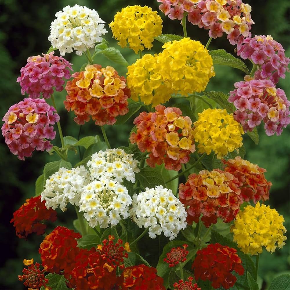 Mixed Lantana Flower seeds for Planting Seasonal Bloomer Heirloom & GMO Free Seeds for Home Garden 
 
 Sale seeds for home garden planting