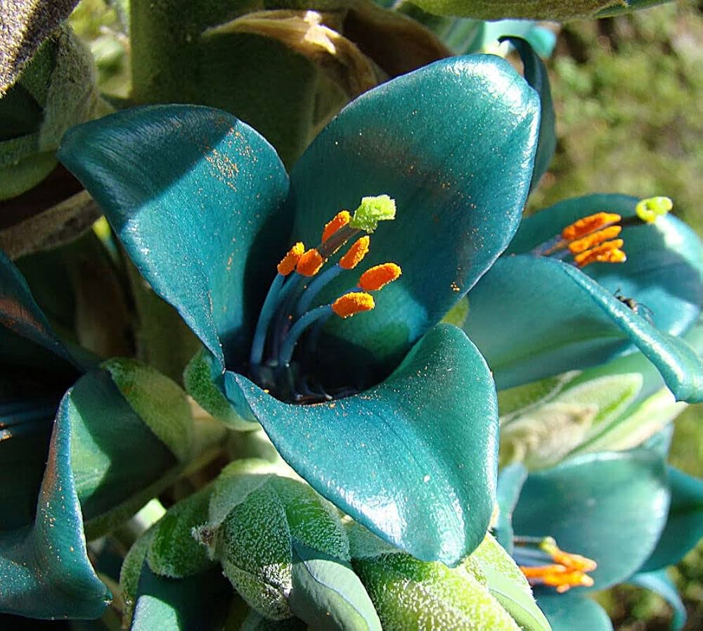 Green Blue Puya Flower seeds for Planting - Bright Blooms, Heirloom & GMO Free Seeds for Home Garden
 
 Sale seeds for planting in home garden