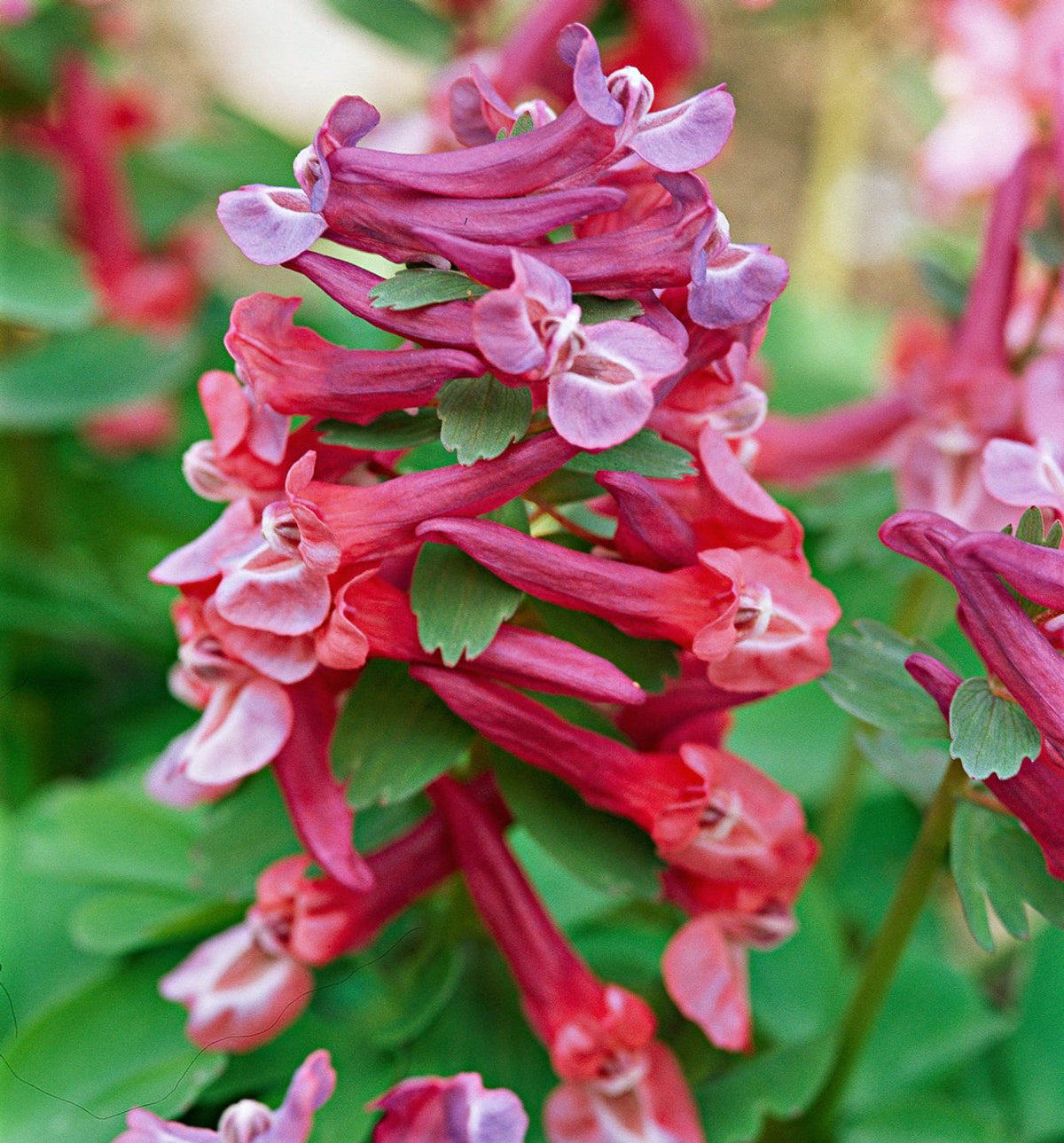 Corydalis Flower seeds for Planting - Cut Flower Favorite, Heirloom & GMO Free Seeds for Home Garden
 
 Sale seeds for planting in home garden