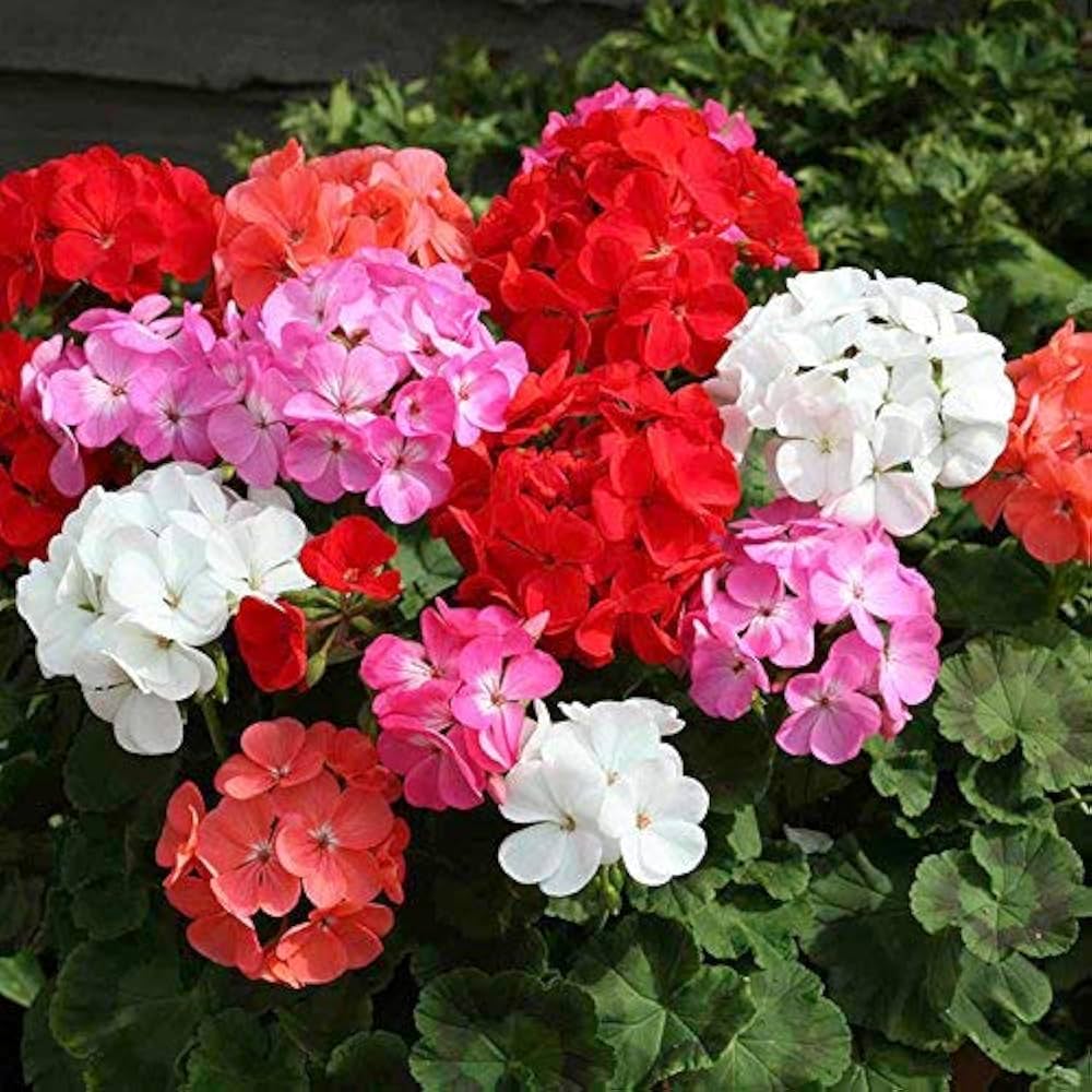 Mixed Geranium Flower seeds for Planting Sun Loving Heirloom & GMO Free Seeds for Home Garden
 
 Sale seeds for home garden planting