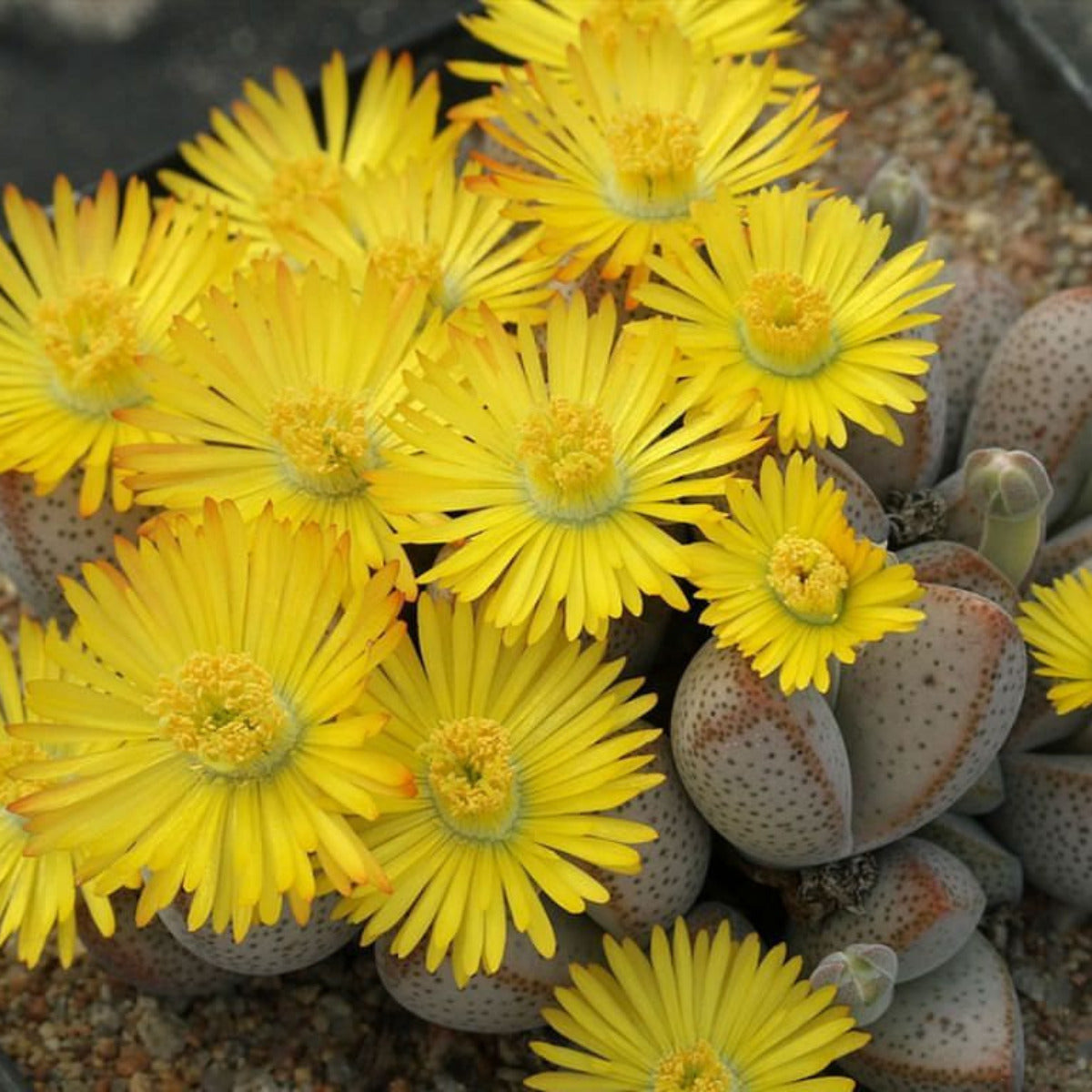 Yellow White Dinteranthus Flower seeds for Planting Premium Quality Heirloom & GMO Free Seeds for Home Garden 
 
 Sale seeds for home garden planting