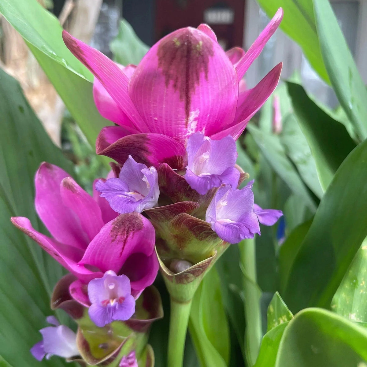 Purple Curcuma Flower seeds for Planting - Cut Flower Favorite, Heirloom & GMO Free Seeds for Home Garden
 
 Sale for planting in home garden
