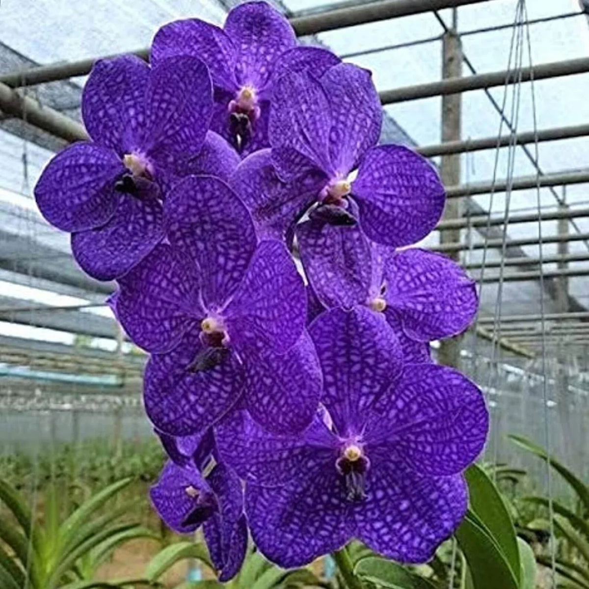 Violet Vanda Orchid Flower seeds for Planting - Vibrant Colors, Heirloom & GMO Free Seeds for Home Garden
 
 Sale seeds for planting in home garden