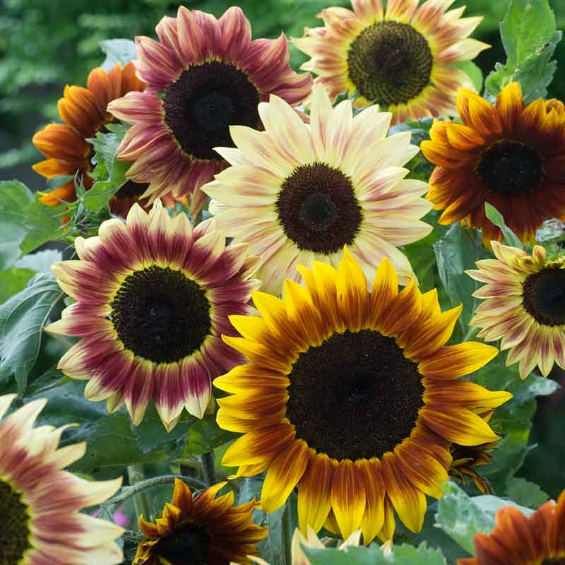 Mixed Sunflower Seeds For Planting - Brighten Your Garden With Cheerful Blooms