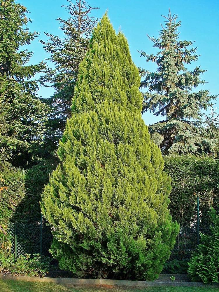 Bhutan Cypress Seeds For Planting - Enhance Your Landscape With Evergreen Trees