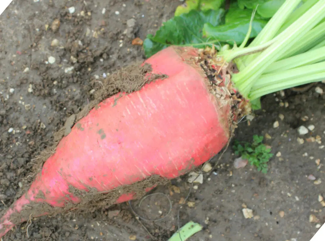 Nutritious Fodder Beet Seeds For Planting Vegetable Seeds