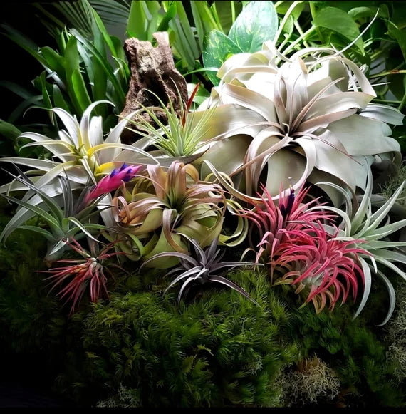 Mixed Airplant Seeds For Planting - Discover Unique And Beautiful Airplants