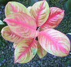 Aglaonema Pink Mix Seeds For Easy Planting Plant Seeds