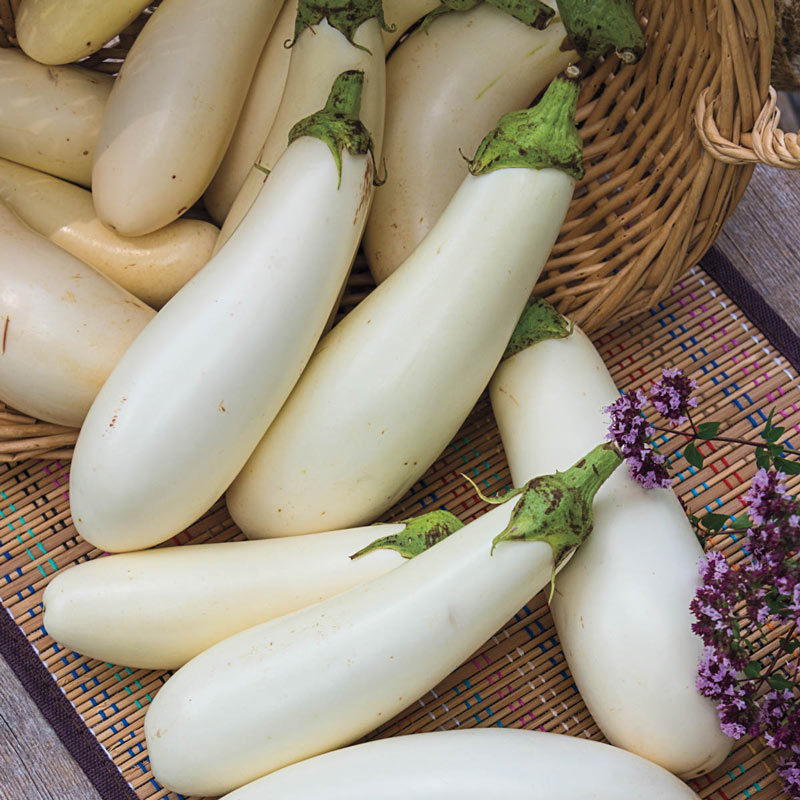 Sweet White Eggplant Seeds - Easy Planting For Delicious Harvests Plant Seeds