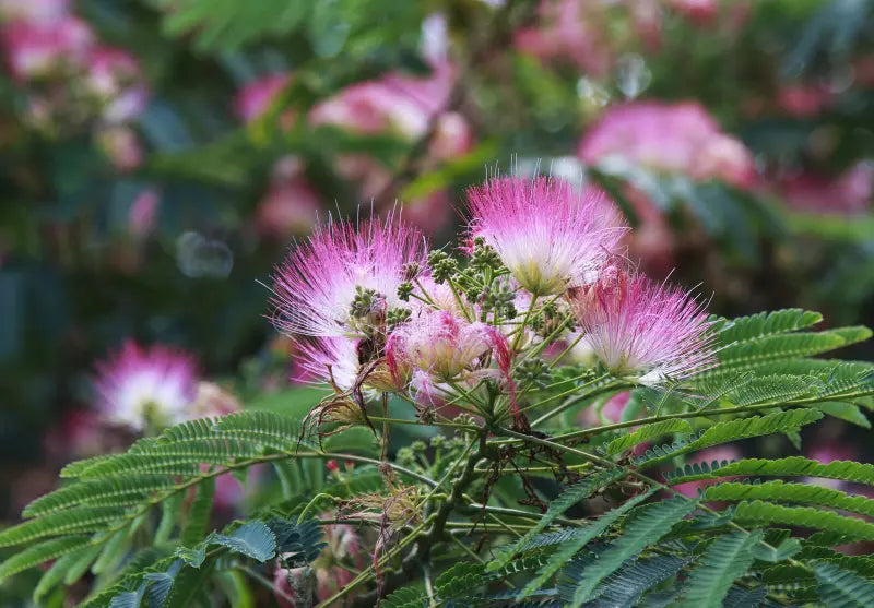 Acacia Perennial Flower Seeds Planting Mixed