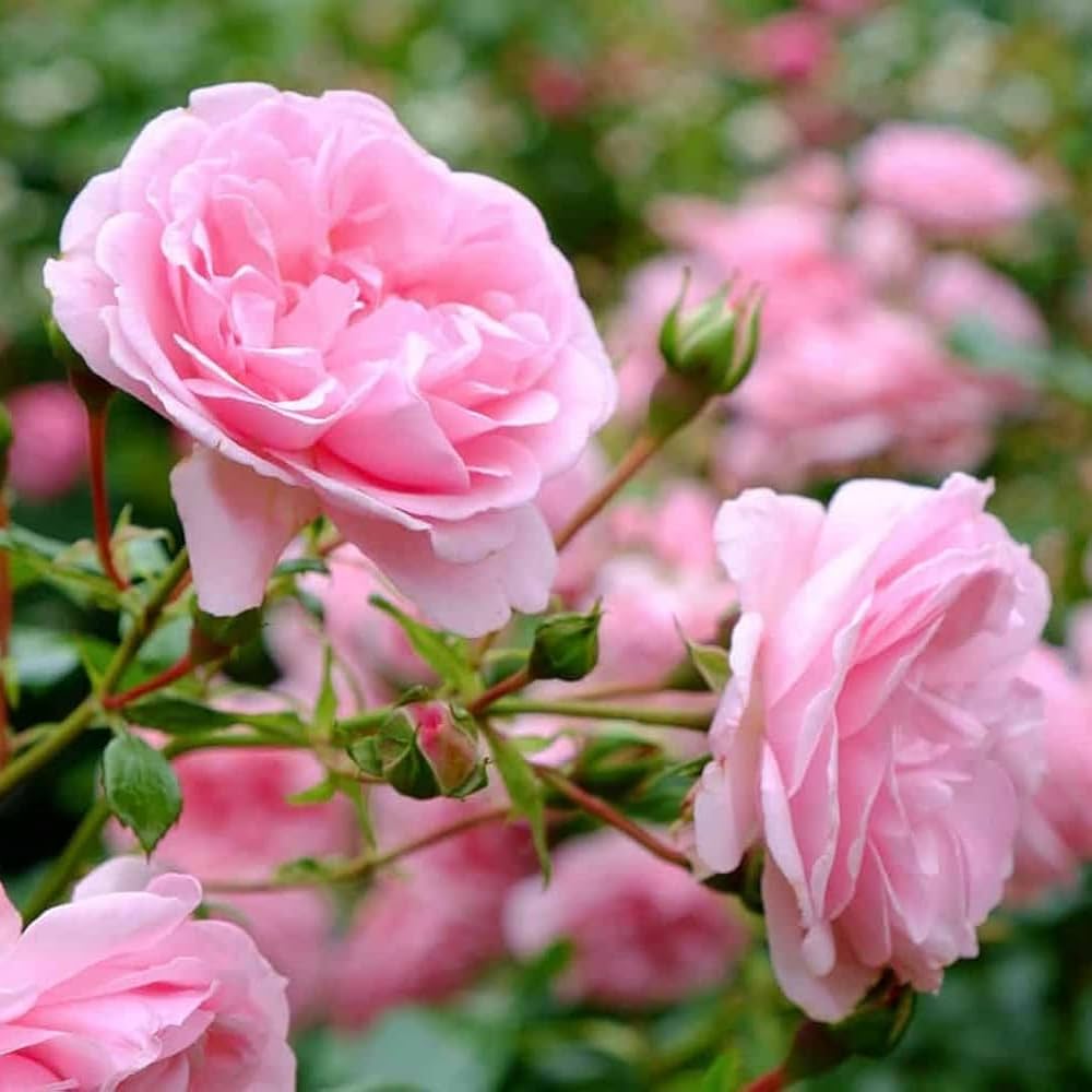 Unique Rose Pink Flower Seeds For Planting: Exceptional Blooms A Vibrant Garden