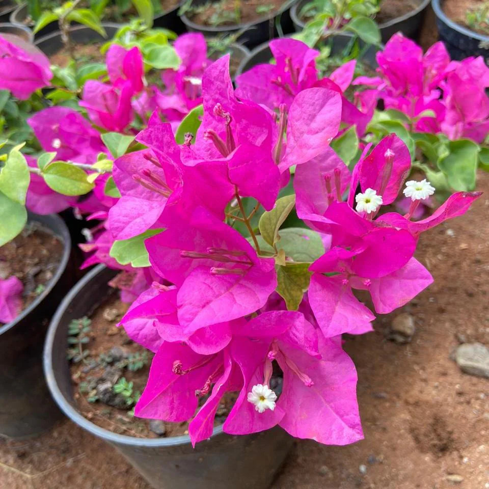 Pink Bougainvillea Flower Seeds For Stunning Floral Arrangements | Ideal Planting