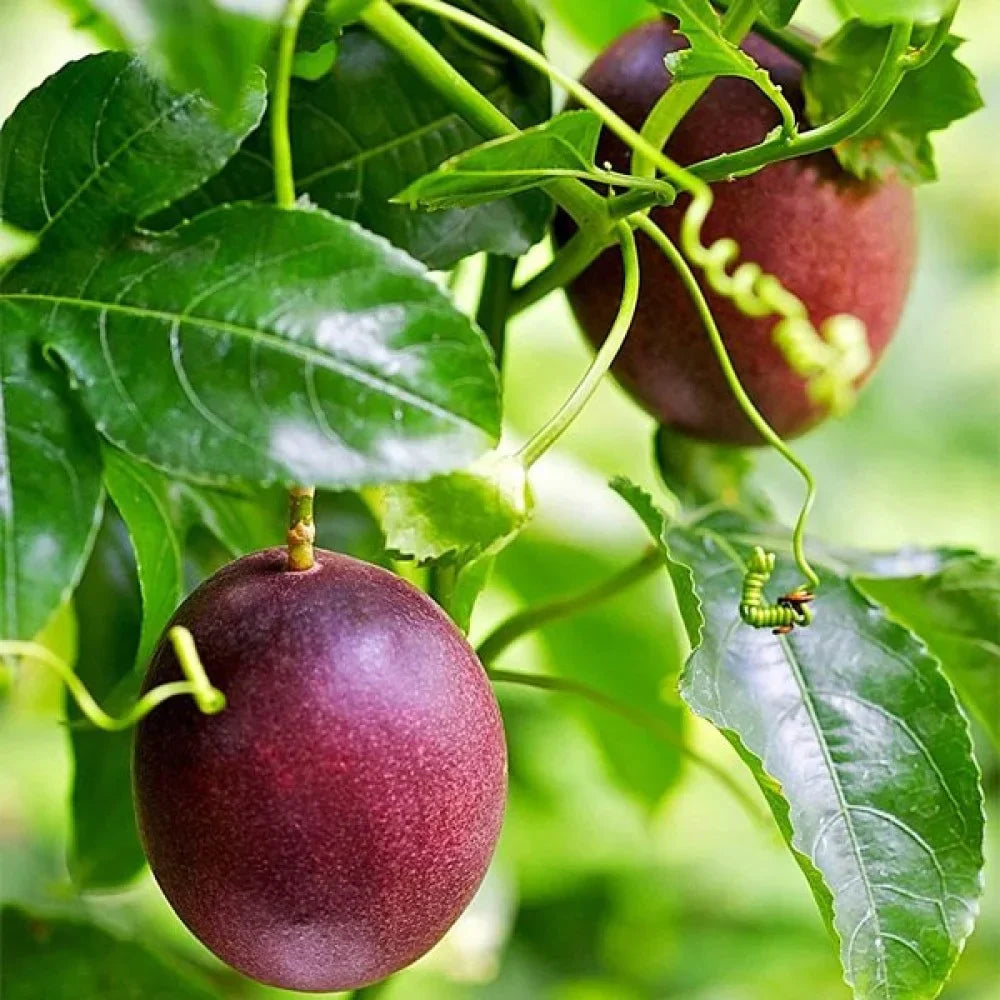 Passiflora Fruit Seeds For Planting Dark Red - Enjoy The Exotic Fruits