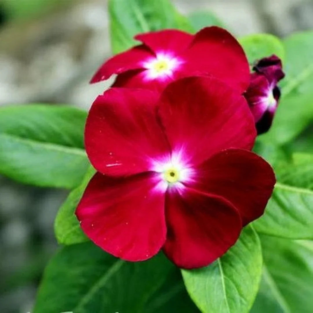 Red Periwinkle Vinca Flower Seeds For Easy Planting