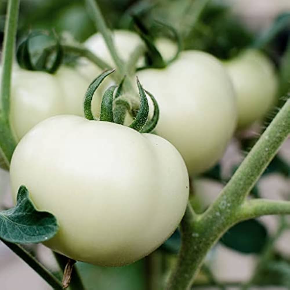 White Tomato Seeds For Easy Planting Vegetable Seeds