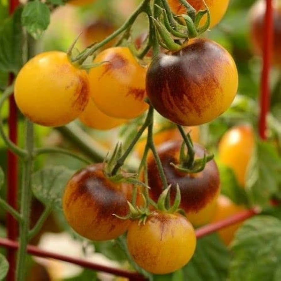 Yellow Brown Tomato Seeds For Planting - Grow Unique And Delicious Tomatoes