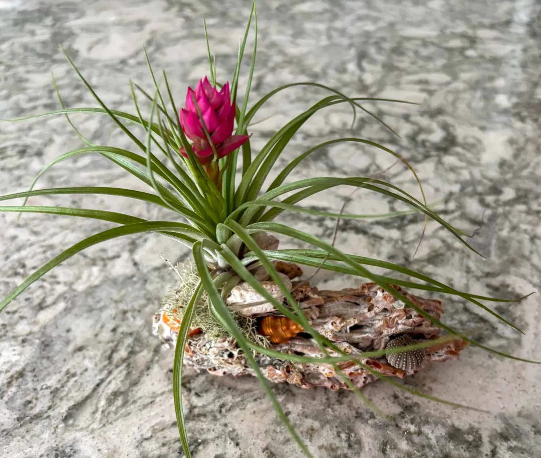 Planting Seeds For Pink Green Airplants - Vibrant & Unique